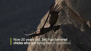 First Condor To Hatch At Zoo Turns 20