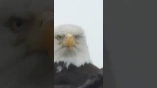 Highway nest - Sunday 24 May 2026 - a little fluffy white wing flap and a glare from mama 🦅