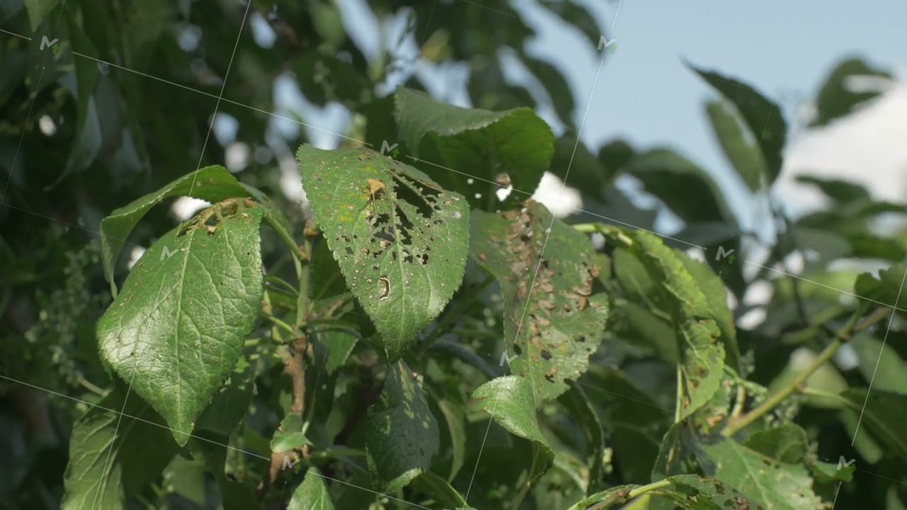 Plum leaf bears marks of pest infestation with holes scattered across surface