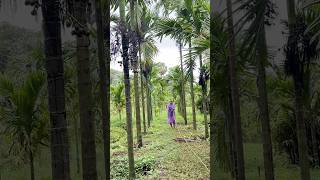 Finally Eni Thotag Mardh Budyaencha Barsa Bathnda Krishik Yeth Banga Mare Tomato Biriyani Recipe