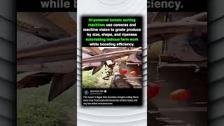 Al-powered tomato sorting machines use cameras and machine vision to grade produce by size, shape, Profile