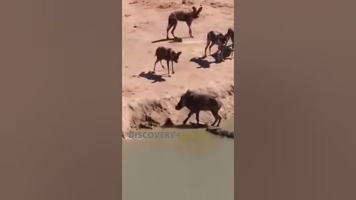 Crocodile Attack to Pig while Drinking  #shorts #wildlife #wildlifeanimals