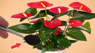 Sprinkle Some On The Roots! Suddenly The Anthurium Bloomed Endlessly