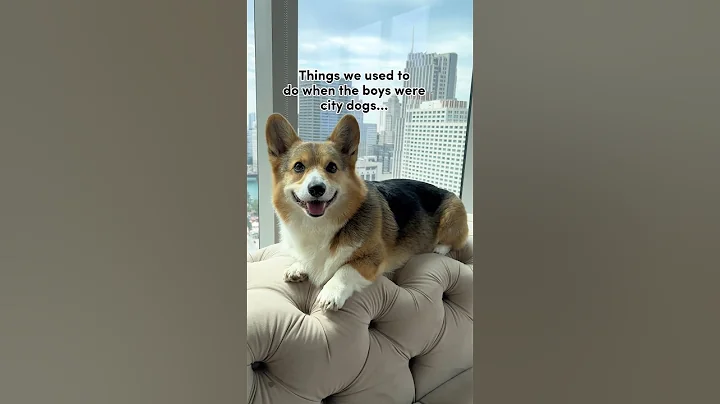 Things We Had to Do When Our Corgis Were City Dogs #corgi #dogs - DayDayNews