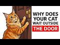 If Your Cat Waits Outside The Door, It Means This | Feline Secrets