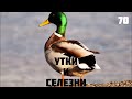 🦆 #утки и #селезень в #екатерининскийпарк #пруд #самоесамоевмире #самыйсамыйтоп #птицы #птица