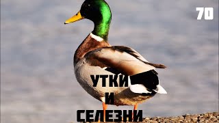 🦆 #утки и #селезень в #екатерининскийпарк #пруд #самоесамоевмире #самыйсамыйтоп #птицы #птица