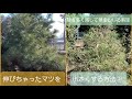 【剪定・芽を多く残す】放っておいたマツを小さくする方法【なるべく簡単に】