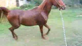 Lunging my horse