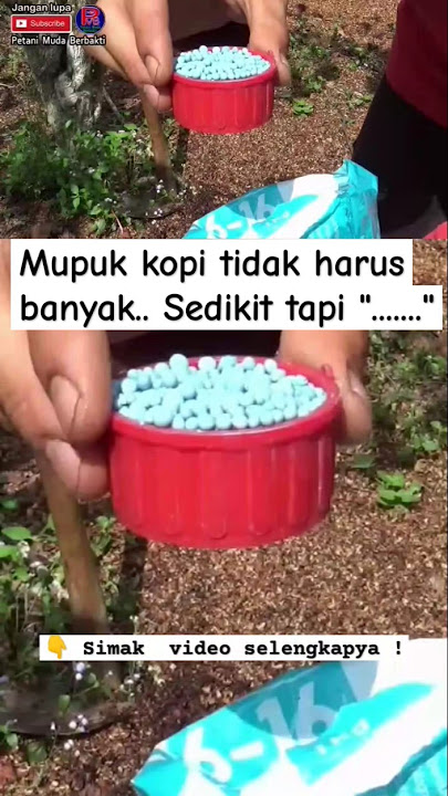 cara merawat tanaman kopi dengan pupuk