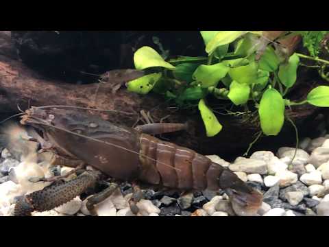 COLONY OF ATYA GABONENSIS 