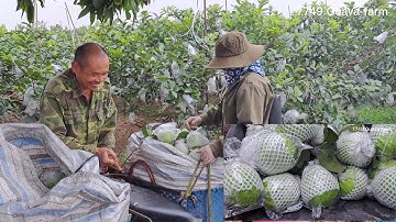 Vườn ổi NỮ HOÀNG siêu sai quả đã vào thu hoạch , ổi được giá do khan hiếm vào mùa này  #oinuhoang