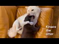 激しい豆柴とうふとカワウソきなこ #shorts