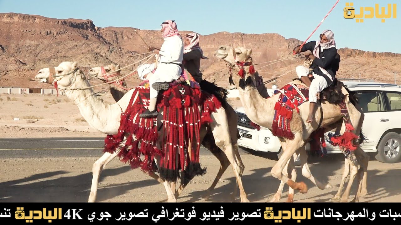 عرض الهجن _ لعب الزريبي/ حفل زواج _ عايش سليمان الحويطي & مشعل سالم الحويطي