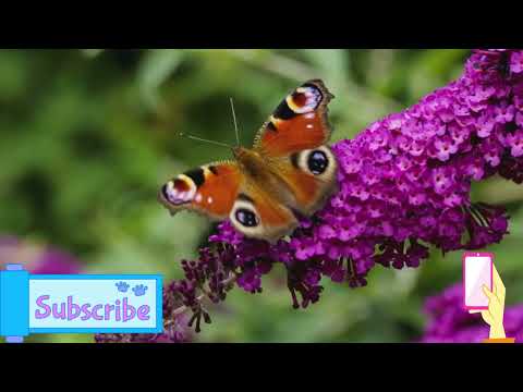 مين قال إن اللي ساكت مش موجوع اسمع الرسالة دي قبل ما تنام هادفه رسايل