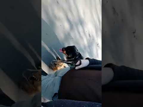 Як гуляти з