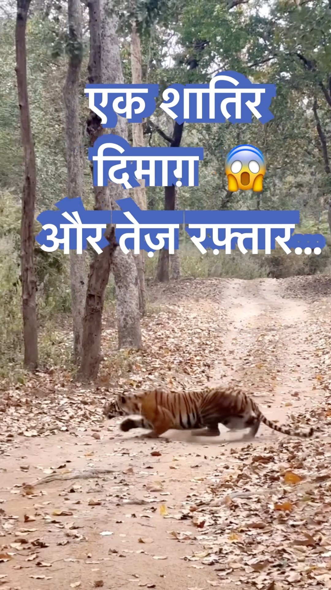 शातिर दिमाग़ वाला टाइगर चार्ज करने लगा 😱 #tigerspotted #safari