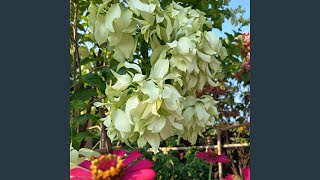 Download Lagu memang sengaja MP3