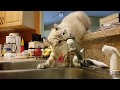 Highland Lynx - Cat vs Faucet の動画、YouTube動画。