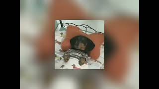 Spin Back X Cardboard Box Speed Up