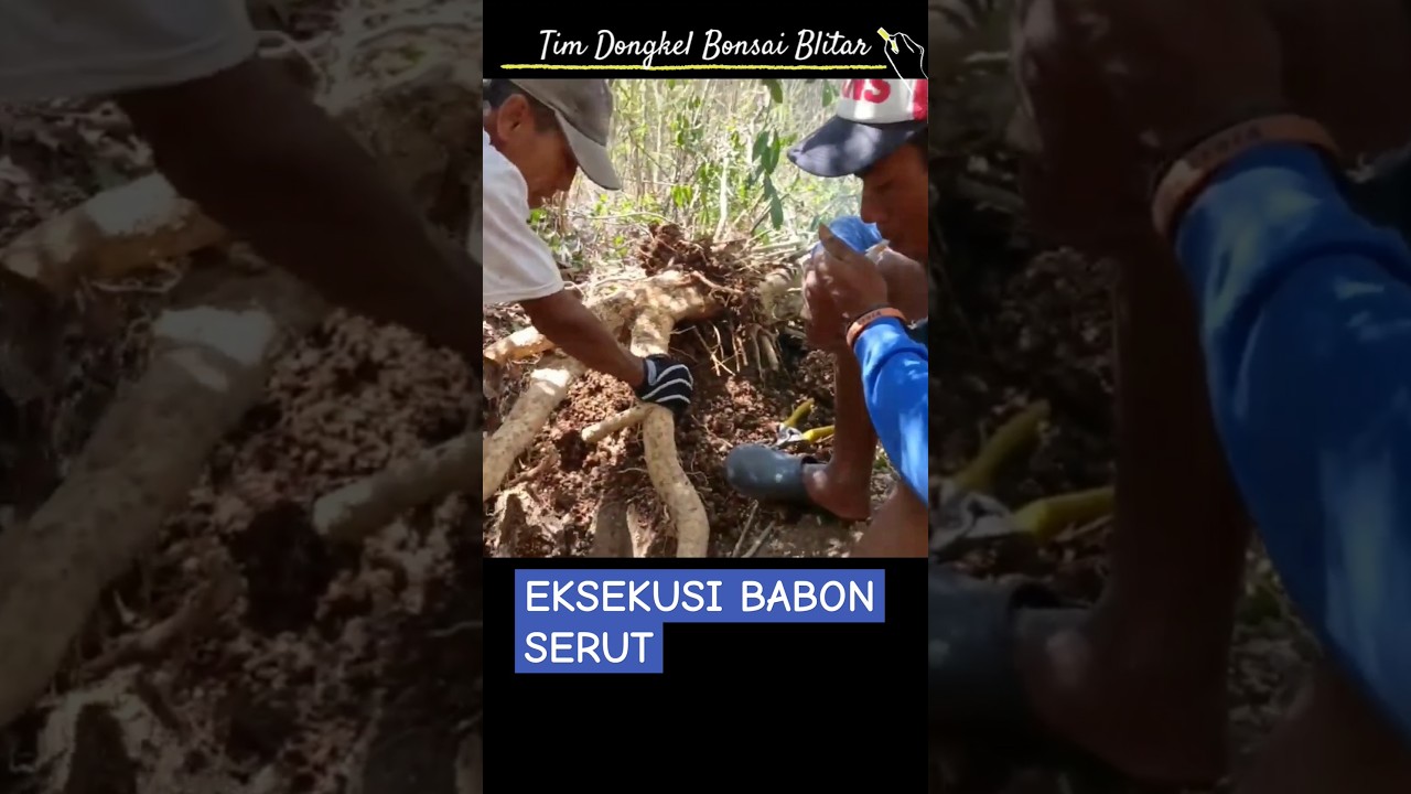 Eksekusi Bonsai Serut Monster Bersama Tim Dongkel Dawuhan Kademangan Blitar 