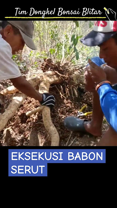 Eksekusi Bonsai Serut Monster Bersama Tim Dongkel Dawuhan Kademangan Blitar #viral #short #trending