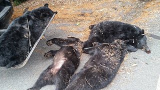 Officials Discover Cause Of Death For 4 Bears Found Near Church