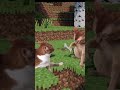 e gatinho