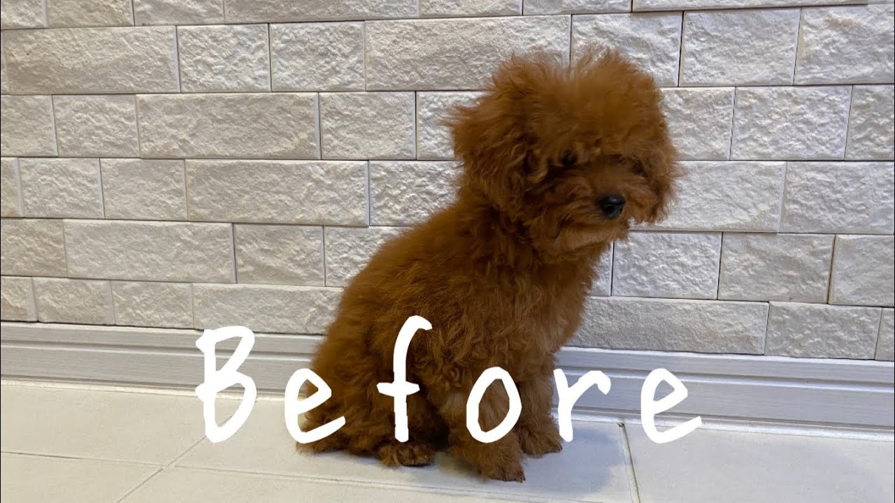 【初トリミング✂️】生後３ヶ月/凶暴/強気/窓越しなのに吠えてるのが聞こえる/最後BeforeAfter写メあり