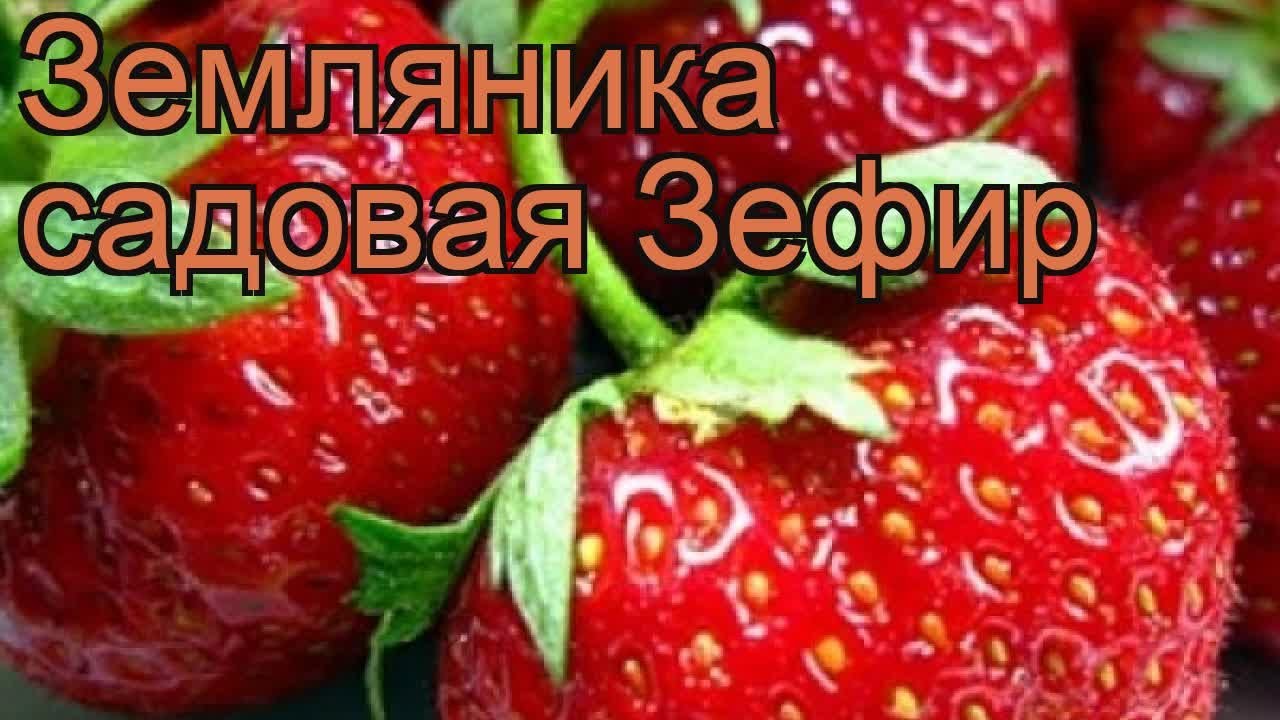 Клубника зефир отзывы садоводов. Земляника Садовая зефир. Клубника сорт зефир. Земляника сад. Зефир рассада. Клубника зефир фото.