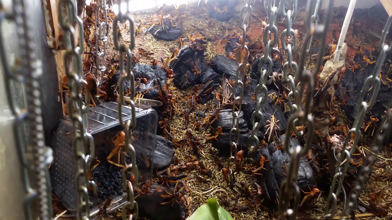 Futterinsekten (Heuschrecken) fressen Holzkohle! Ideal für Terra Preta