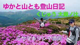 Kuju Okuzure-no-Tsuji (Rhododendron kiusianum in full bloom