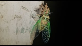 Cicada Molting Time Lapse Wayward Wildlife