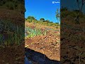 मेरे खेतों कि हरियाली 🌾🌿 #short #shortvideo #indianarmy #farmerstruggle