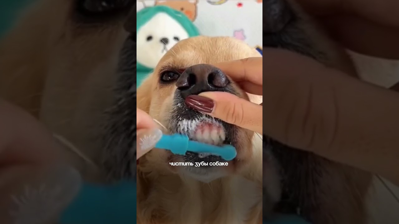 Мы используем зубную пасту wb 