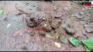 കടടന ആകരമണതതൽ 25 ഏകകറള സഥലതത ഏല ചടകൾ പർണണമയ നശപപചച.