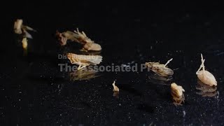 Researchers Hunt For Invasive Insect In Louisiana Rice Fields