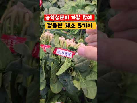 #건강정보 # 농약성분이 #가장많이 #검출된 채소 5가지