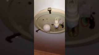 Celebrity Water leak . Waiting for the ceiling to collapse Net Worth