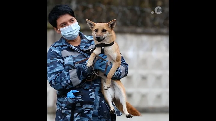 These sniffer dogs are fighting coronavirus — and authoritarian tech
