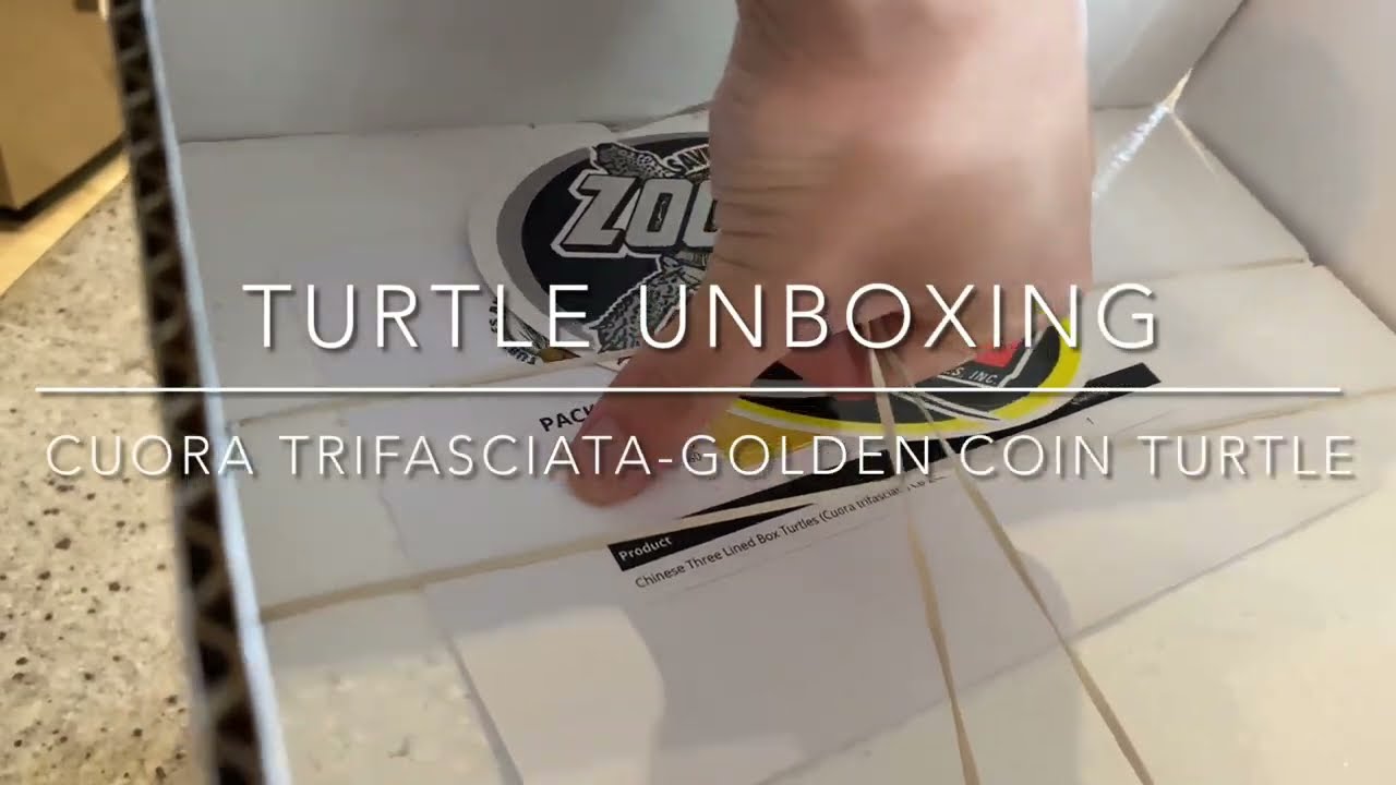 New Pet Unboxing-Rare Baby Turtle Unboxing: Cuora trifasciata-Golden Coin Turtle