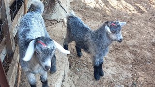 Eğlenceli Oğlaklar Oynuyor Çocuklar Sever Böyle Oğlaklari