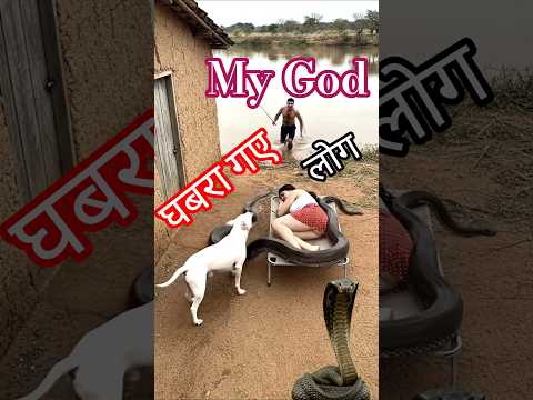 चीख सुनकर देखो क्या हुआ! 😱 #Viral #Trending #Shorts #snake