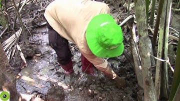 Móc cua biển rừng ngập mặn