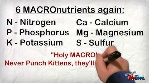 Nutrient Mnemonics for Plants--Macro- and Micronutrients