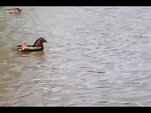 утки в море хвост на заборе. утка в гнезде. морская чернеть утка. загадка утка в море хвост на заборе. утка в море хвост на заборе отгадка.