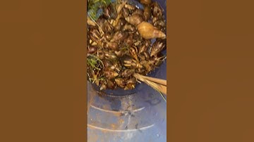 I hate them so much! #shorts #garden #pests