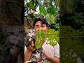 FOOD ASMR🐟🌿🍃 #shorts #reverse #food #mukbang #funny #cat #cute #pets