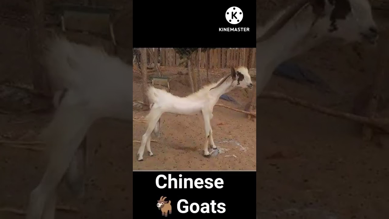 American goat, chinese goat, indian goat bakra 