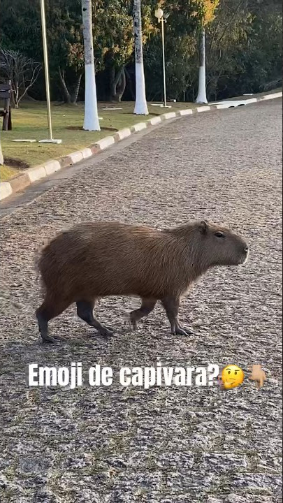 capivara #animaisengraçados #capybara #brasil #tiktok #br #cute